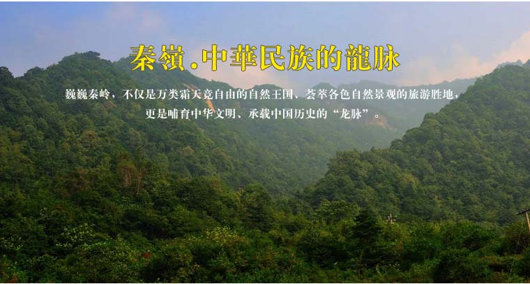 秦嶺天然蜂蜜網(wǎng)絡(luò)營(yíng)銷